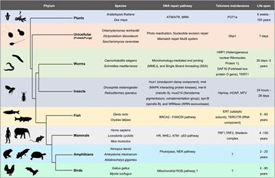 Breaking the aging epigenetic barrier